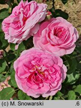 Rosa hort. Sparieshoop