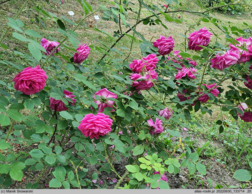 Rosa hort. Crimson Globe