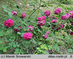 Rosa hort. Crimson Globe
