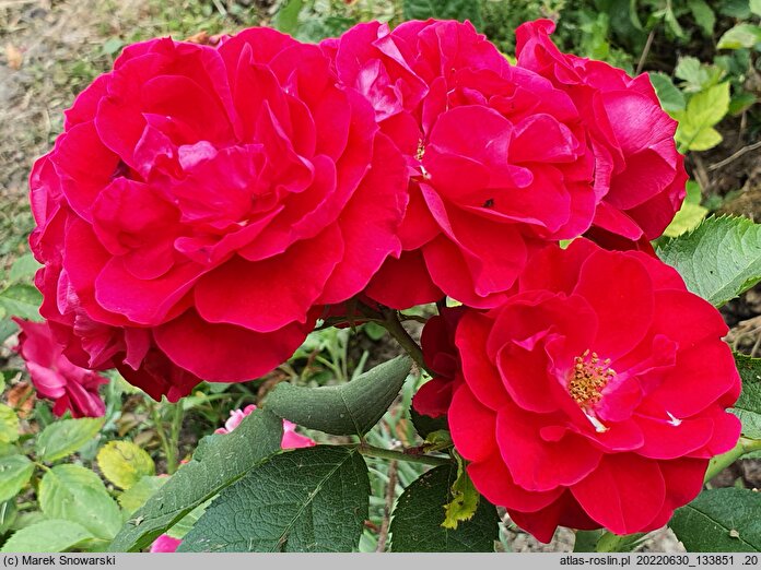Rosa hort. Flammentanz