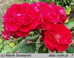 Rosa hort. Flammentanz