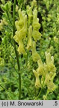 Aconitum lycoctonum ssp. lycoctonum (tojad lisi typowy)