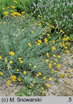 Achillea coarctata