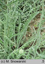 Achillea coarctata