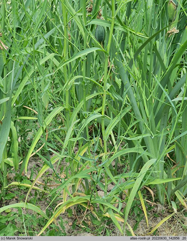 Bupleurum praealtum (przewiercień wywyższony)