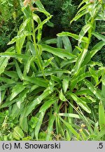 Digitalis parviflora (naparstnica drobnokwiatowa)