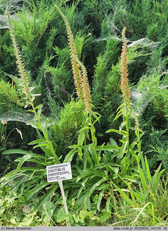 Digitalis parviflora (naparstnica drobnokwiatowa)