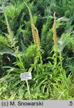 Digitalis parviflora (naparstnica drobnokwiatowa)