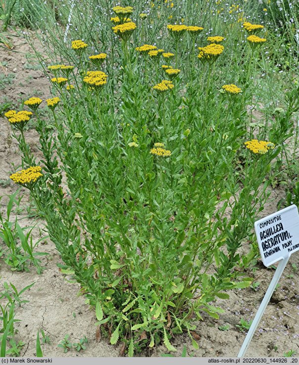 Achillea ageratum