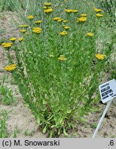 Achillea ageratum