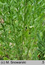 Achillea ageratum