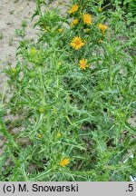 Scolymus hispanicus (oseciec hiszpański)