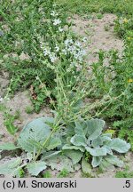 Salvia aethiopis (szałwia etiopska)