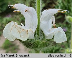 Salvia aethiopis (szałwia etiopska)
