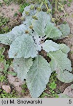 Salvia aethiopis (szałwia etiopska)