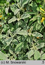 Phlomis fruticosa (żeleźniak krzewiasty)