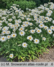 Leucanthemum ×superbum Riesenstern