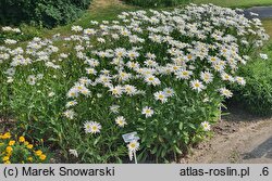 Leucanthemum ×superbum Riesenstern