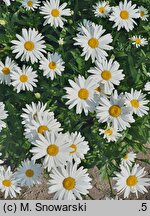 Leucanthemum ×superbum Riesenstern