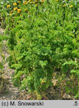 Tanacetum vulgare Crispum