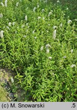 Lysimachia barystachys (tojeść zwartokwiatowa)
