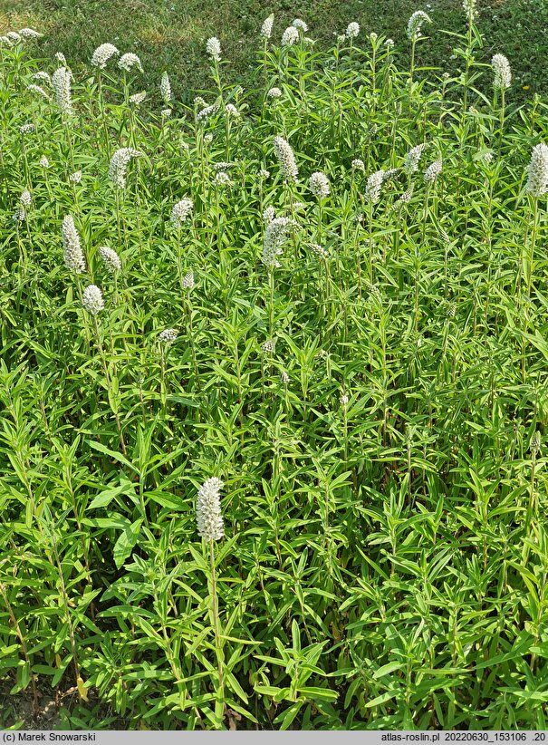 Lysimachia barystachys (tojeść zwartokwiatowa)