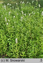 Lysimachia barystachys (tojeść zwartokwiatowa)