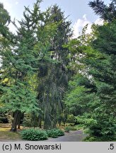 Picea abies Cranstonii