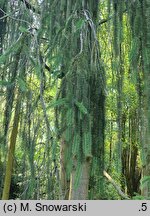 Picea abies Cranstonii