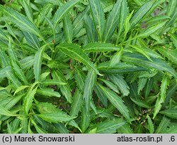 Forsythia viridissima Bronxensis
