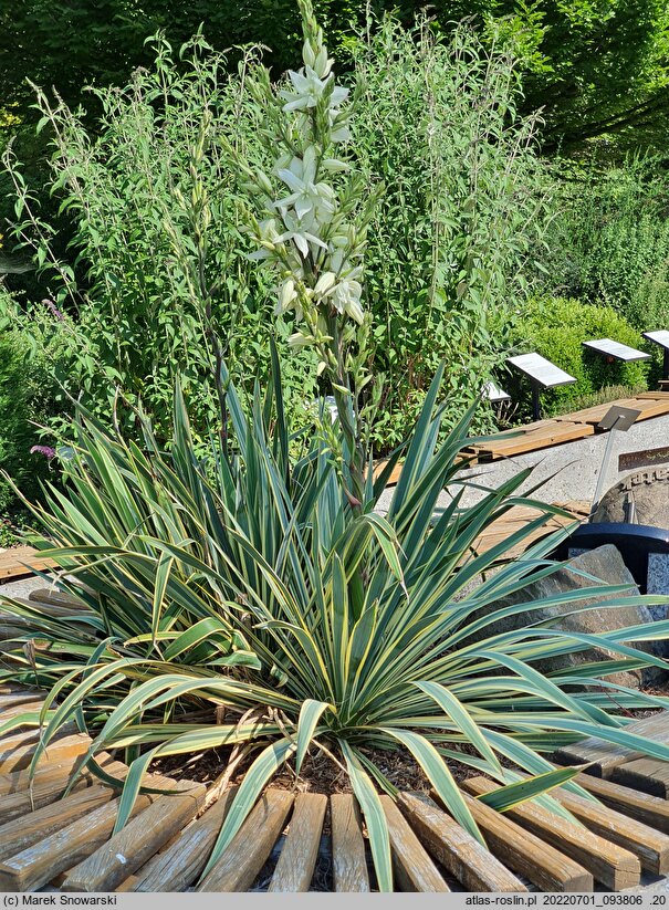 Yucca filamentosa Bright Edge