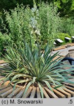 Yucca filamentosa Bright Edge