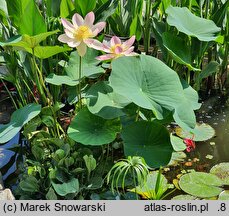 Nelumbo nucifera (lotos orzechodajny)
