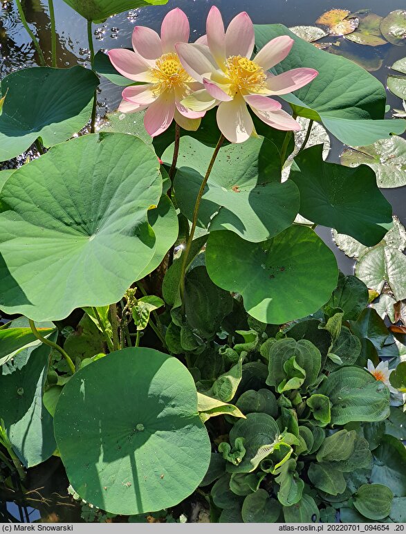Nelumbo nucifera (lotos orzechodajny)
