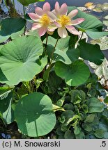 Nelumbo nucifera (lotos orzechodajny)
