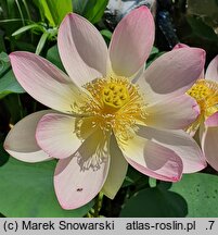 Nelumbo nucifera (lotos orzechodajny)