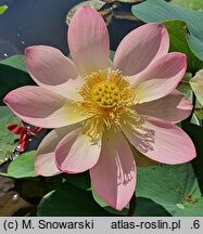 Nelumbo nucifera (lotos orzechodajny)