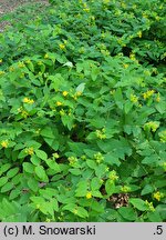 Hypericum androsaemum (dziurawiec barwierski)