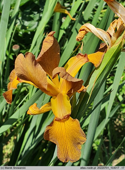 Iris spuria Burnished Brass