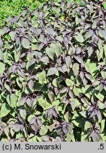 Ageratina altissima Chocolate