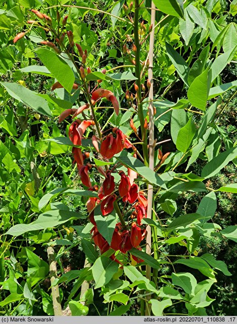 Erythrina crista-galli (erytryna grzebieniasta)