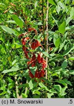 Erythrina crista-galli (erytryna grzebieniasta)