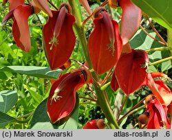 Erythrina crista-galli (erytryna grzebieniasta)