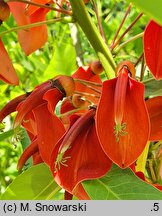 Erythrina crista-galli (erytryna grzebieniasta)
