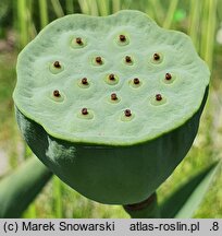 Nelumbo nucifera (lotos orzechodajny)