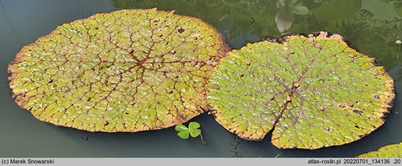 Euryale ferox (rozłożnia kolczasta)