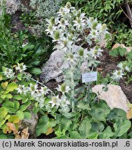 Eryngium giganteum (mikołajek olbrzymi)