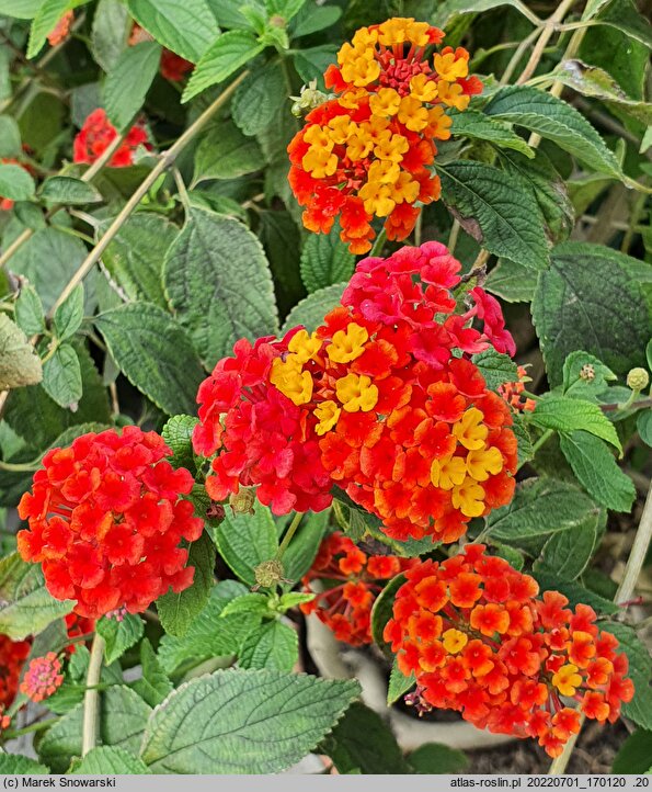 Lantana camara Prof. Roaux