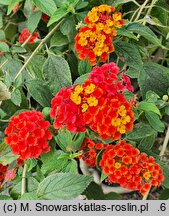 Lantana camara Prof. Roaux