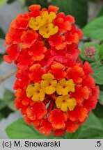 Lantana camara Prof. Roaux